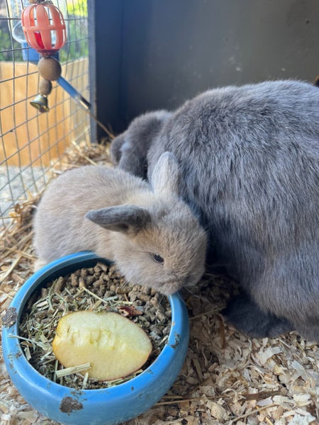 Pure Bred Mini Lop Kits Carousel 13