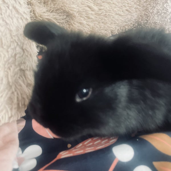 Mini lop bunnies Carousel 1