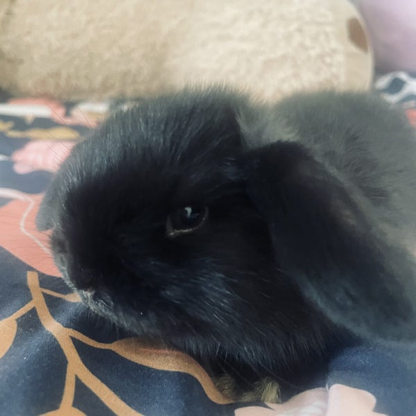 Mini lop bunnies Carousel 2