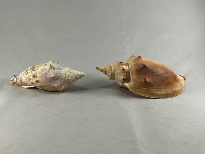 Vintage Turbinella Seashells Carousel 1