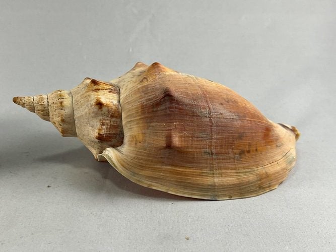 Vintage Turbinella Seashells Carousel 2