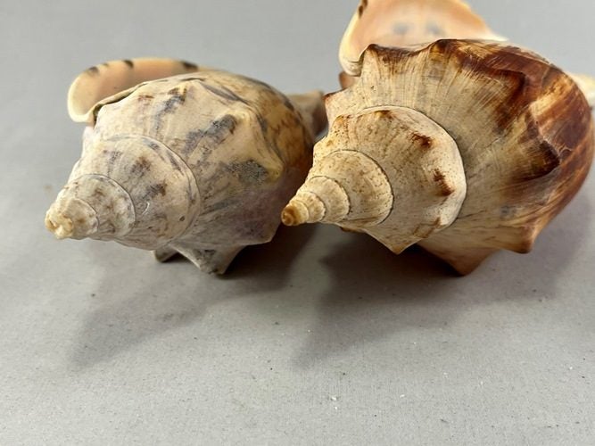 Vintage Turbinella Seashells Carousel 7