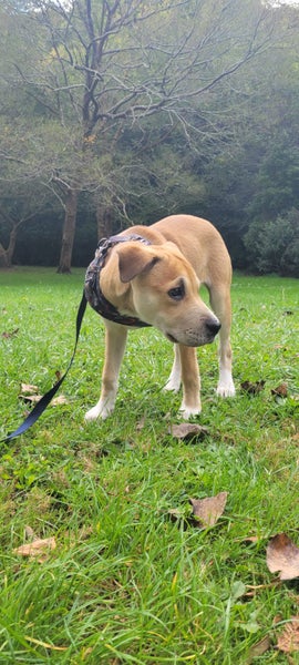 Bonnie (Ellie's Canine Rescue & Rehome) Carousel 1