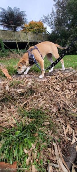 Bonnie (Ellie's Canine Rescue & Rehome) Carousel 2