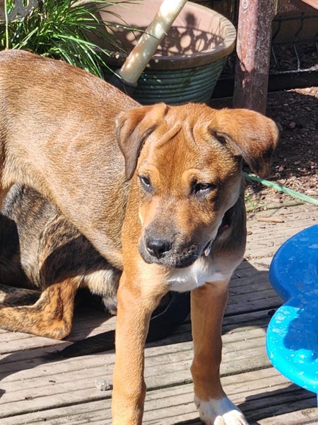 Phoebe (Ellie's Canine Rescue & Rehome) Carousel 1