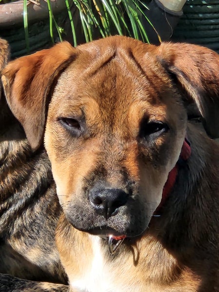 Phoebe (Ellie's Canine Rescue & Rehome) Carousel 2
