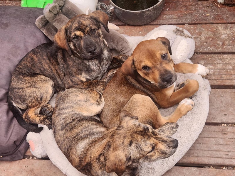 Phoebe (Ellie's Canine Rescue & Rehome) Carousel 4