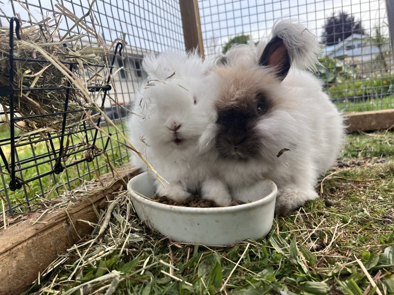 2 Pure Bred English Angora Bunnies Carousel 7