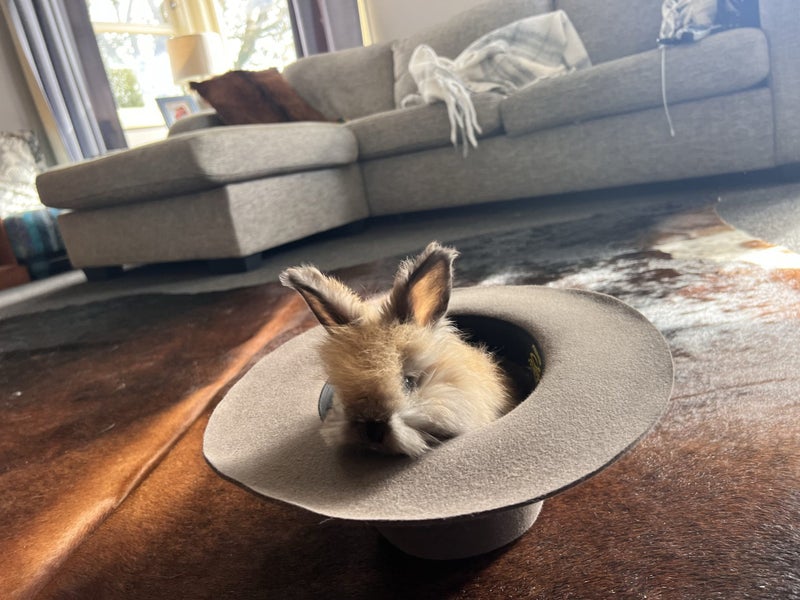 2 Pure Bred English Angora Bunnies Carousel 1