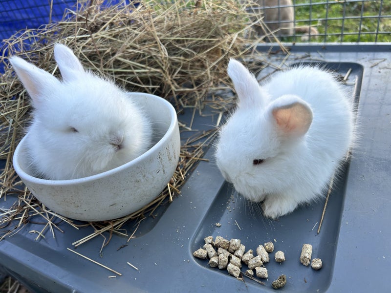 2 Pure Bred English Angora Bunnies Carousel 2