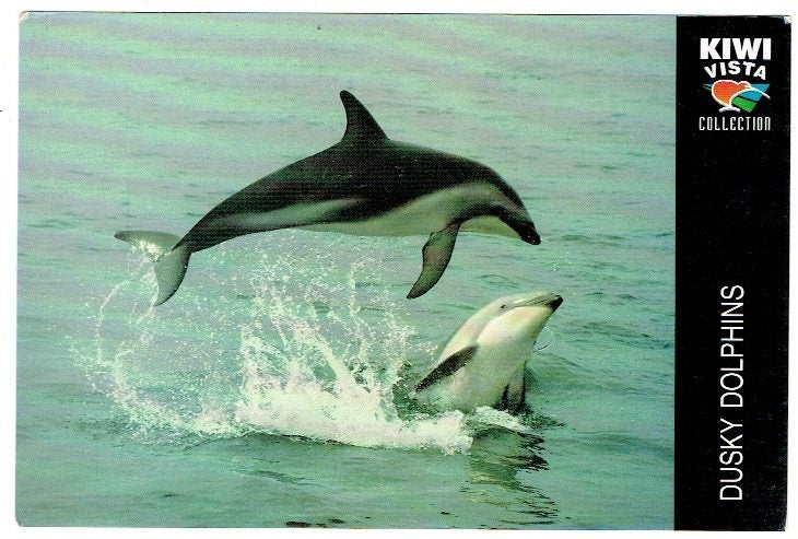DUSKY DOLPHINS, Large PC Carousel 1