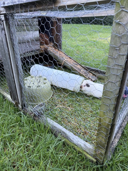 Guinea Pigs x2 +hutch and hay Carousel 4
