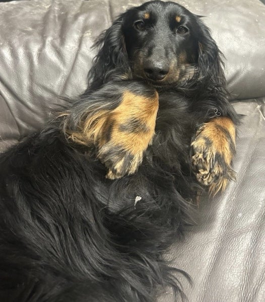 Dachshund male stud Carousel 2