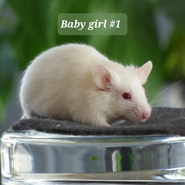 Gorgeous baby girl mice! Carousel 1
