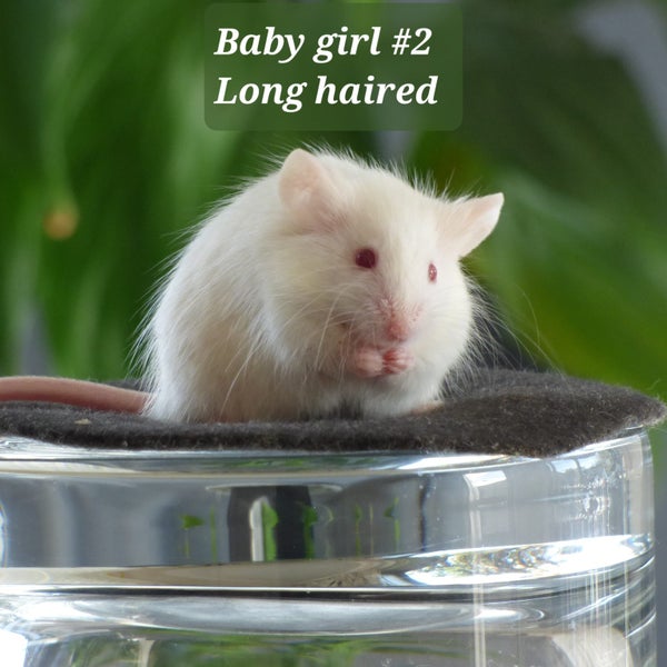Gorgeous baby girl mice! Carousel 2