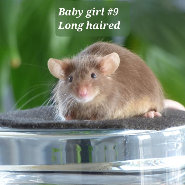 Gorgeous baby girl mice! Carousel 1