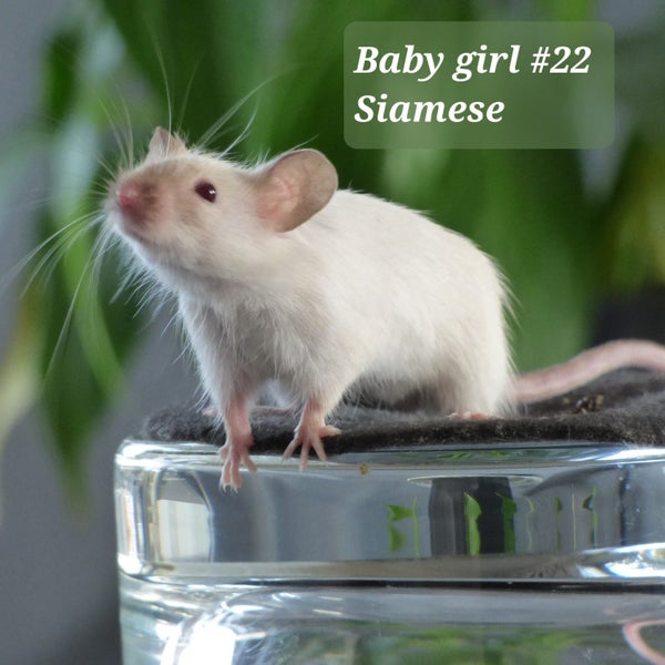 Gorgeous baby girl mice! Carousel 2