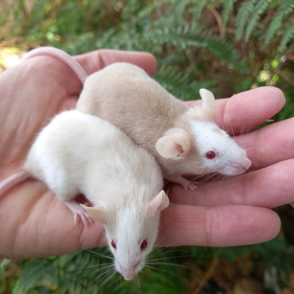 Adorable pair of female mice Carousel 1