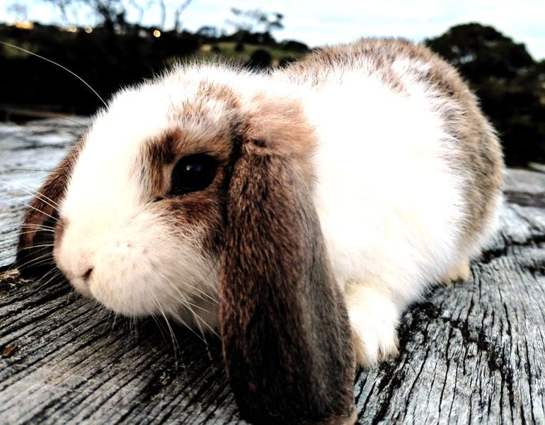 Baby Rabbits - Cute & Attractive Carousel 1
