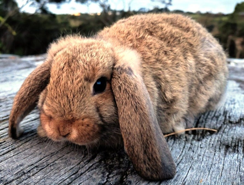 Baby Rabbits - Cute & Attractive Carousel 8