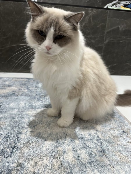 Ragdoll cat looking for new home Carousel 1
