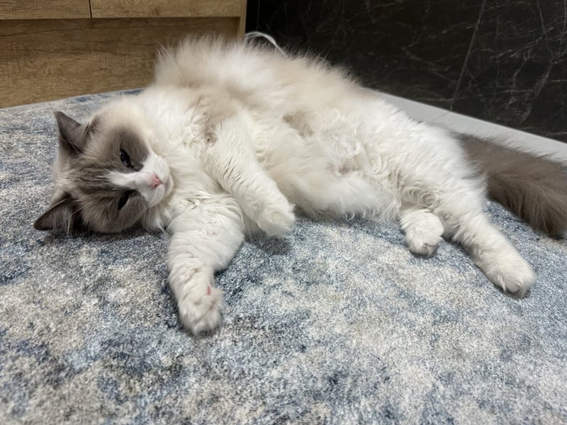 Ragdoll cat looking for new home Carousel 3