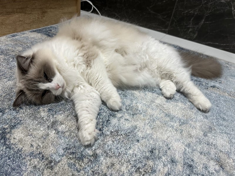 Ragdoll cat looking for new home Carousel 2