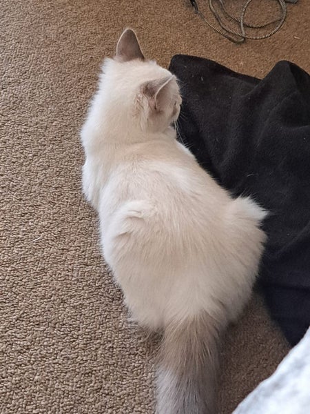 Purebred Blue Point Ragdoll kittens Carousel 2