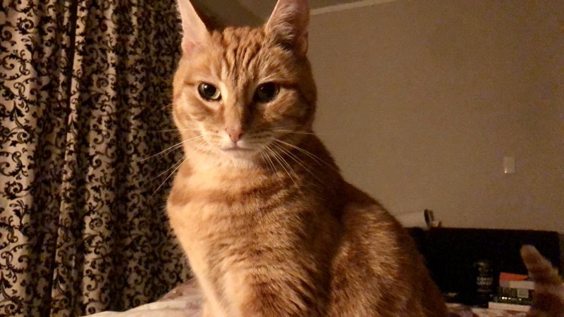 Adult Ginger Cat for adoption in New Plymouth Carousel 1