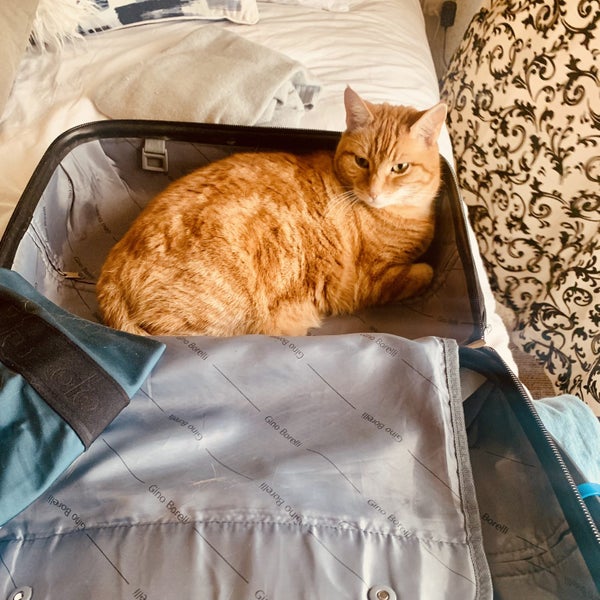 Adult Ginger Cat for adoption in New Plymouth Carousel 2