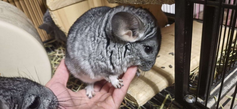 5 month old boy chinchilla (A pao) Carousel 1