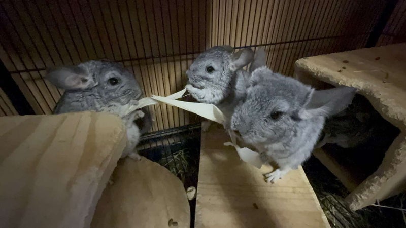 5 month old boy chinchilla (A pao) Carousel 2