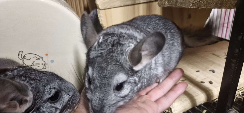 5 month old boy chinchilla (A pao) Carousel 7