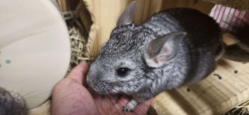 5 month old girl chinchilla (A bui) Carousel 1