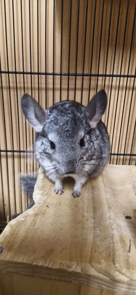 5 month old girl chinchilla (A bui) Carousel 6