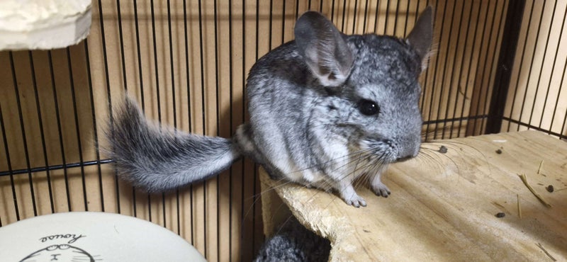 5 month old girl chinchilla (A bui) Carousel 2