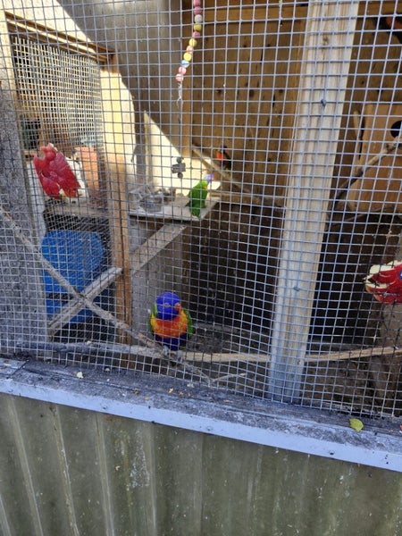 Rainbow lorikeets Carousel 2