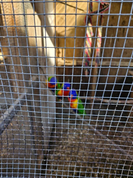 Rainbow lorikeets Carousel 3