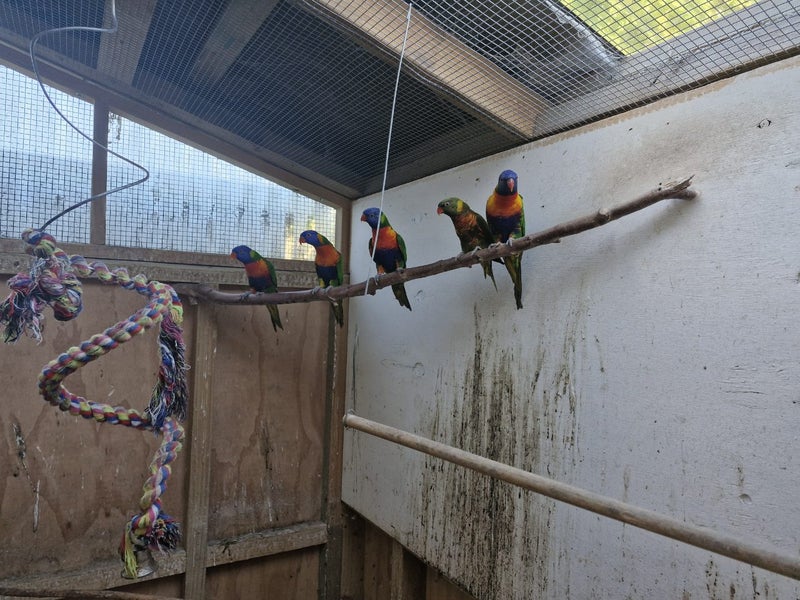 Rainbow lorikeets Carousel 1