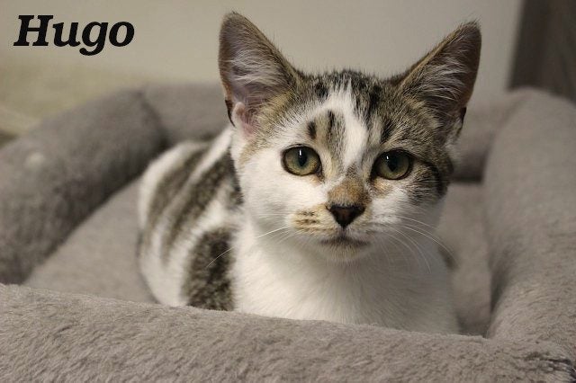 Cats Protection Canterbury - Kittens and Teens Carousel 2