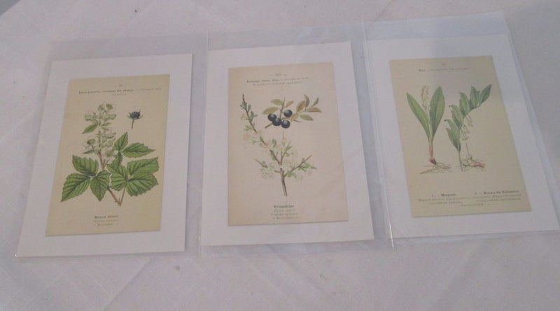 Three Small Unframed Plant Prints Carousel 1