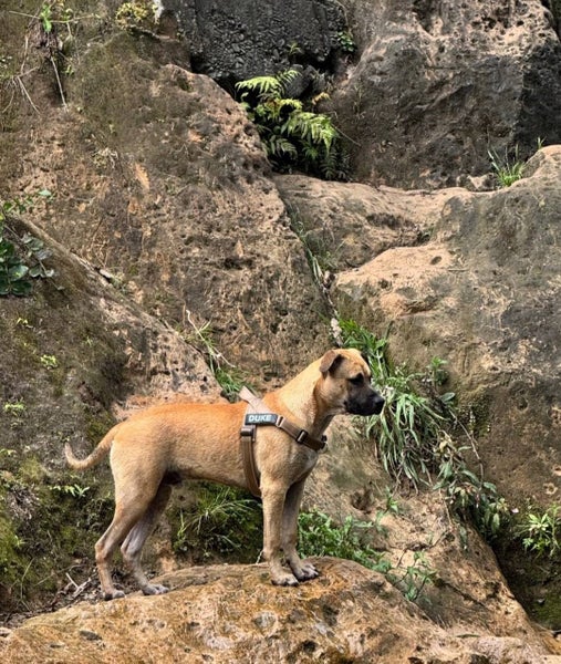DUKE - Bull Mastiff X - 7-8 Months Carousel 2