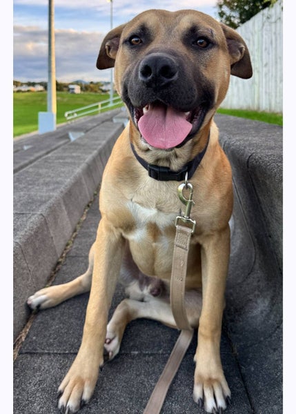 DUKE - Bull Mastiff X - 7-8 Months Carousel 1