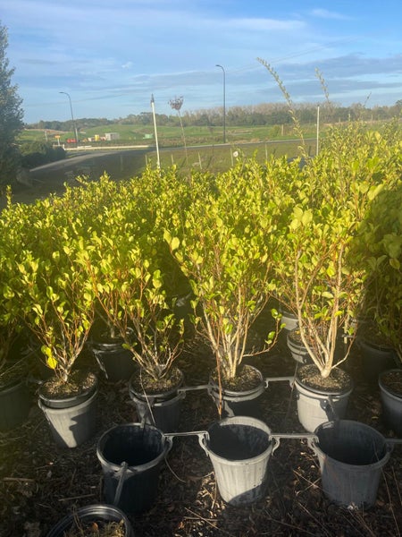 Griselinia Canterbury 8.5L, ht 60cm -1m... x20 (Lot #1) Carousel 1