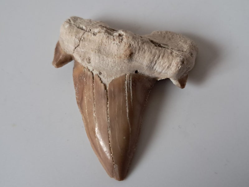 Large shark tooth fossil - Megalodon Carousel 1