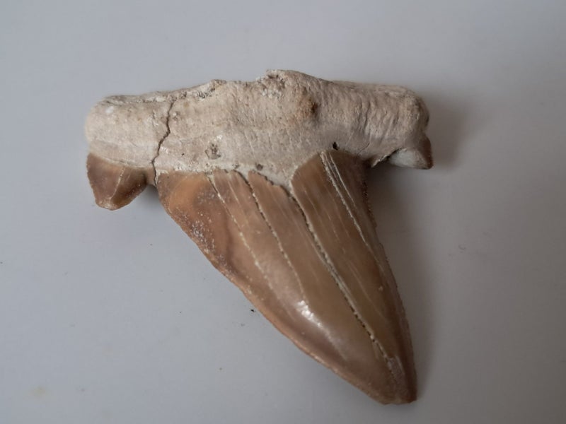 Large shark tooth fossil - Megalodon Carousel 2