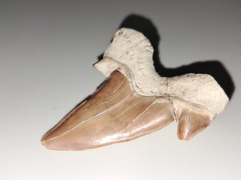 Large shark tooth fossil - Megalodon Carousel 5