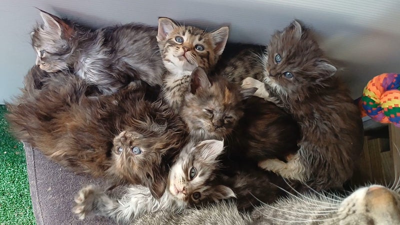QUEEN HUNGUS full maincoon silver mackeral (dad) bengal tabby polydactyl x (mum) Carousel 1