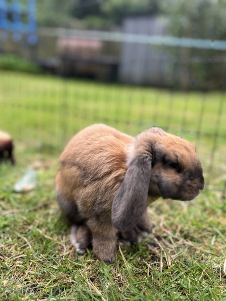 Mini Lop Rabbit Carousel 1
