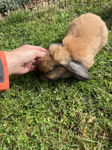 Mini Lop Rabbit Carousel 8